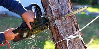 Best Fruit Tree Pruning  in Twin Lake, MI